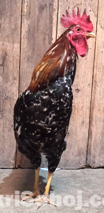 মোরগ বিক্রি